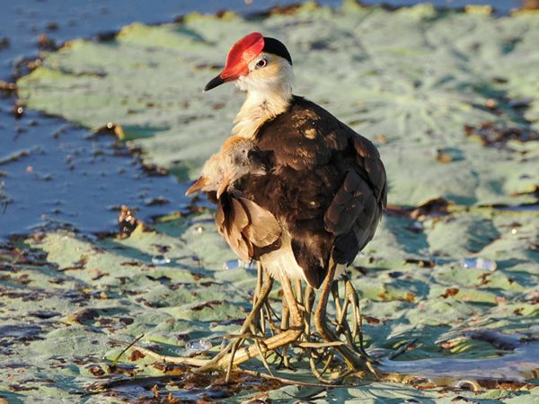Jacana met jongen onder de vleugels bij Yellow Water, Australië